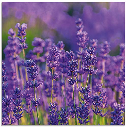 ARTland Glasbilder Wandbild Glas Bild einteilig 40x40 cm Quadratisch Blumen Blüten Blumenwiese Lavendel Feld Natur Landschaft T4XT von ARTLAND