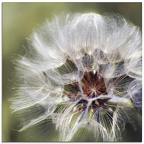 ARTland Wanddeko Glasbilder Wandbild Glas Bild einteilig 50 x 50 cm Pflanzen Mikro Makro Blumen Pusteblume Löwenzahn Sommer T3LA von ARTLAND