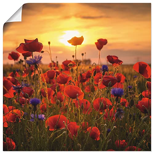 ARTland Poster Kunstdruck Wandposter Bild ohne Rahmen 50 x 50 cm Botanik Blumen Mohnblume Foto Rot Mohnblumen im Abendlicht S9RX von ARTLAND