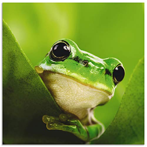 ARTland Wandbild Alu Verbundplatte für Innen & Outdoor Bild 30x30 cm Frosch Tiere Pflanze Natur Süß Lustig T5VH von ARTLAND