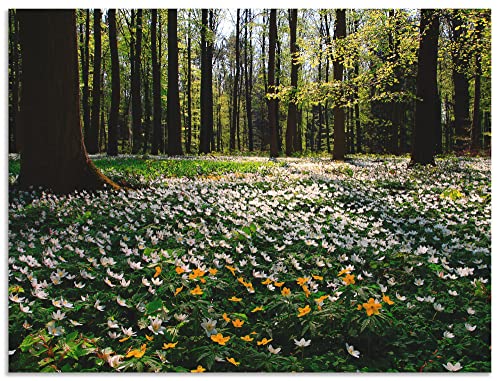 ARTland Wandbild Alu Verbundplatte für Innen & Outdoor Bild 60x45 cm Landschaften Wald T9PO von ARTLAND