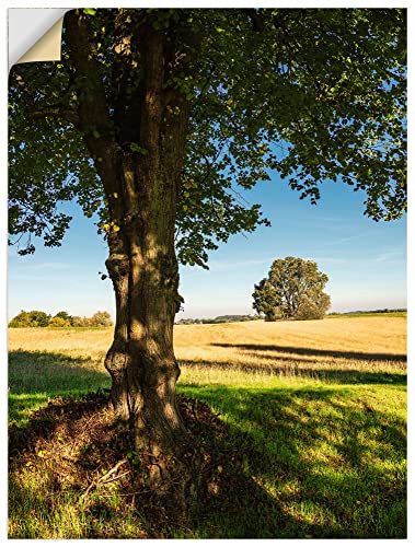 ARTland Wandbild selbstklebende Vinylfolie 90x120 cm Wandtattoo Landschaften Natur Herbst Wiese Feld Bäume Mecklenburg-Vorpommern U3QA von ARTLAND