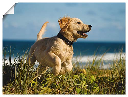 ARTLAND Wanddeko Poster & Kunstdrucke Wandposter Hund Tiere Hundebaby Welpe Strand Meer Süß T5VG von ARTLAND
