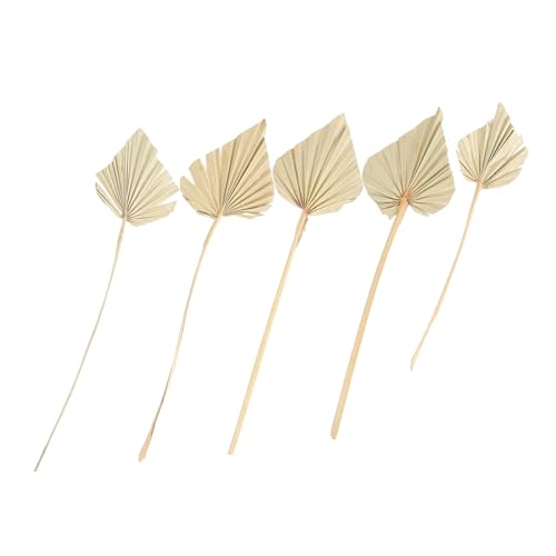 ARTSEWPLY 5 Stück Getrocknete Palmblätter Teiliges Dekoratives Natürliche Deko für Tisch Boho Hochzeit Trockenblumen Arrangement Wohnzimmer und Party Handgefertigt Frische Farben Ländlicher von ARTSEWPLY