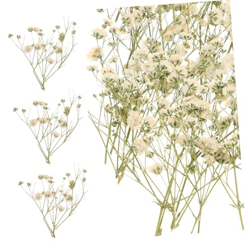 ARTSEWPLY Natürlicher Gypsophila Trockenblumenstrauß Weiß Getrocknet für DIY Blumenarrangements Hochzeit Vasen Deko Boho Zimmerdeko Rustikal ARTSEWPLY Natürlicher Gypsophila Trockenblumenstrauß Weiß Getrocknet für DIY Blumenarrangements Hochzeit Vasen Deko Boho Zimmerdeko Rustikal von ARTSEWPLY