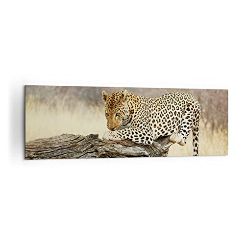 Panorama Bilder auf Leinwand 160x50cm Leinwandbild Afrika Leopard Katze Safari Groß XXL Wanddeko Bild Schlafzimmer Wandbilder Dekoration Wohnzimmer Wall Decor Canvas Wand Kunstdruck Art AB160x50-2599 von ARTTOR