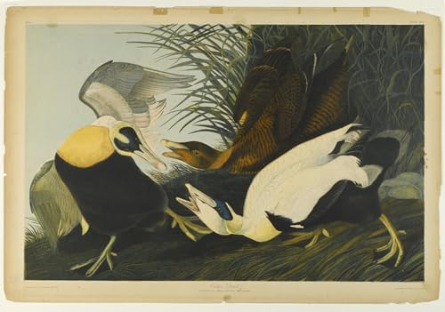 ARTXLXXBN Bekannt Gemälde Fotodruck Malerei Poster Ente Gedruckt von john audubon Modem-Grafik für Wohnzimmerdekoration 60x90cm von ARTXLXXBN