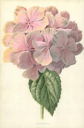 ARTXLXXBN Bekannt Gemälde Fotodruck Malerei Poster Hortensie von frederick edward hulme Modem-Grafik für Wohnzimmerdekoration 60x90cm von ARTXLXXBN