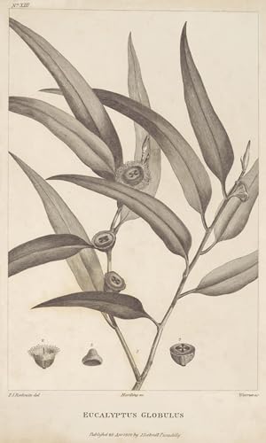 ARTXLXXBN Berühmte Gemälde Leinwand Drucke Porträts Wandkunst Eukalyptus Globulus von Pierre Redouté Leinwand Ölgemälde für Wanddekoration 60x90cm von ARTXLXXBN