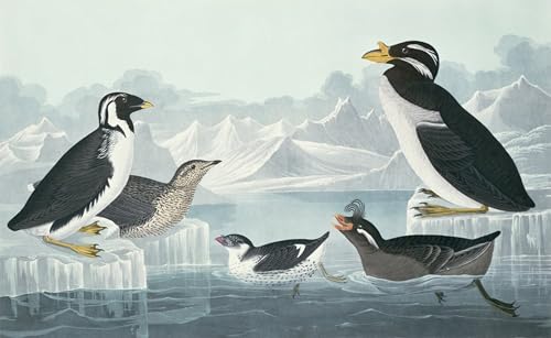 ARToPHIIU Kunstdruck Leinwand Leinwand Wand Kunst Malerei Wandkunst Schwarzkehllumme Schwarzkehlalk Alken mit gekräuseltem Schopf von john audubon Grafti Leinwanddruck für Wanddekoration 60x90cm ARToPHIIU Kunstdruck Leinwand Leinwand Wand Kunst Malerei Wandkunst Schwarzkehllumme Schwarzkehlalk Alken mit gekräuseltem Schopf von john audubon Grafti Leinwanddruck für Wanddekoration 60x90cm von ARToPHIIU
