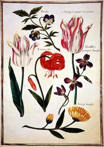ARToPHIIU Kunstdruck Leinwand Leinwand Wand Kunst Malerei Wandkunst Zwei zerbrochene Tulpen eine Turkscap-Lilie und andere Blumen von Nicolas Robert Grafti Leinwanddruck für Wanddekoration 60x90cm ARToPHIIU Kunstdruck Leinwand Leinwand Wand Kunst Malerei Wandkunst Zwei zerbrochene Tulpen eine Turkscap-Lilie und andere Blumen von Nicolas Robert Grafti Leinwanddruck für Wanddekoration 60x90cm von ARToPHIIU
