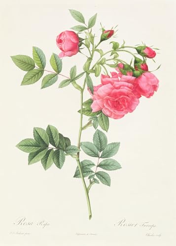 ARToPHIIU Wandkunst Dekorative Gemalde Kunst Poster Leinwanddruck Malerei Rosa Pimpinellifolia Flore Variegato von Pierre Redouté Leinwand Druck für Heimtextilien 60x90cm von ARToPHIIU