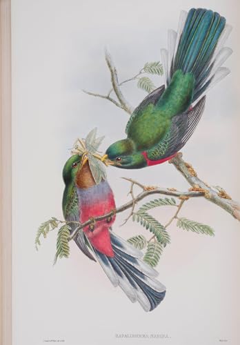ARToPHIIU Wandkunst Dekorative Gemalde Kunst Poster Leinwanddruck Malerei Tiervogel Hapaloderma Narina teller aus den vögeln Großbritanniens von john gould Leinwand Druck für Heimtextilien 60x90cm von ARToPHIIU