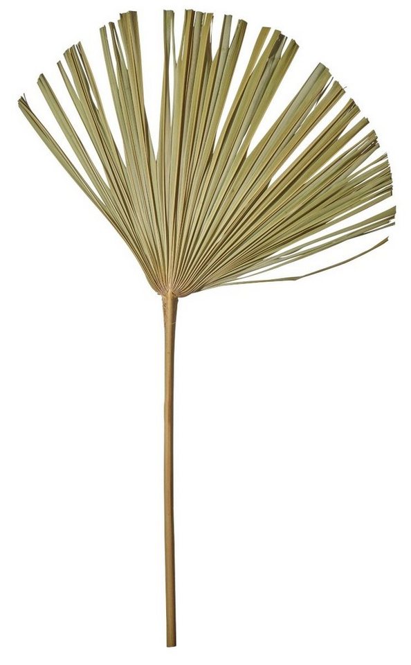 Kunstpflanze Fächerpalme natur 60-70 cm, ASA SELECTION, Höhe 50 cm, Wohnaccessoires von ASA SELECTION