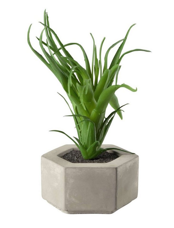 Kunstpflanze Maxi Sukkulente I im grauen Betontopf grün 9 cm, ASA SELECTION, Höhe 80 cm von ASA SELECTION