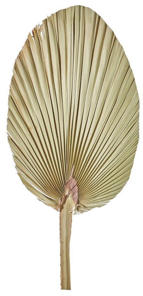 Kunstpflanze Palmblatt natur 60-70 cm, ASA SELECTION, Höhe 40 cm, Wohnaccessoires von ASA SELECTION