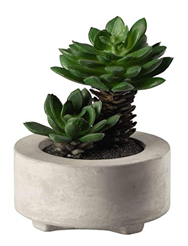 Maxi Sukkulente V, grün D. 10,5 cm,im grauen Beton von ASA
