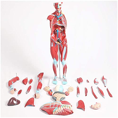 ASEDVG Montage Pädagogisches Modell Torso Anatomisches Modell Torso-Modell mit abnehmbaren 27 Teilen Menschlicher Muskel Anatomie Modell Anatomisches Torso-Modell für Schule ASEDVG Montage Pädagogisches Modell Torso Anatomisches Modell Torso-Modell mit abnehmbaren 27 Teilen Menschlicher Muskel Anatomie Modell Anatomisches Torso-Modell für Schule von RJHCXJAA