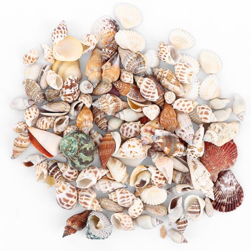 ASelected 600g Gemischte Muscheln, 80+ Stück Natürliche Muscheln, Ozean Muscheln und Seesterne Deko für Armbänder, Vase Füllstoffe, Fisch Panzer, DIY Kunsthandwerk von ASelected