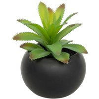 Fettpflanze im Topf H13 - Modell f schwarz von ATMOSPHERA