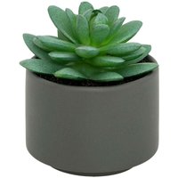 Fettpflanze im Topf H13 - Fettpflanze im Topf H13 - von ATMOSPHERA