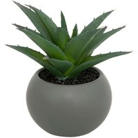 Fettpflanze im Topf H13 - Fettpflanze im Topf H13 - von ATMOSPHERA