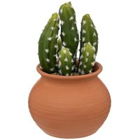 Kaktus im Topf Alicante terracotta H16,5cm - Modell 1 von ATMOSPHERA