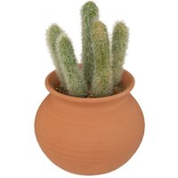 Kaktus im Topf Alicante terracotta H16 -5cm - Modell 2 - Modell 2 von ATMOSPHERA