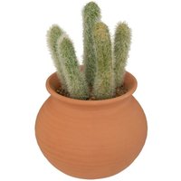 Kaktus im Topf Alicante terracotta H16,5cm - Modell 2 von ATMOSPHERA