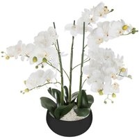 Atmosphera - Orchid Topf Keramik schwarz H65 Atmosphera - Orchid Topf Keramik schwarz H65 von ATMOSPHERA