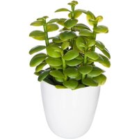 Sukkulente & Kaktuspflanze H18cm - Model 2 von ATMOSPHERA
