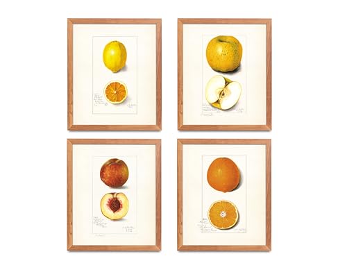 ATOZSTUDIO Orange Kitchen Fruit Decor – Set mit 4 Postern // Vintage Orange Apfel Pfirsich Zitrone Gemälde // Stillleben Botanische Frucht Wandkunst Dekor (8 x 10) 4_1_st3 von ATOZSTUDIO