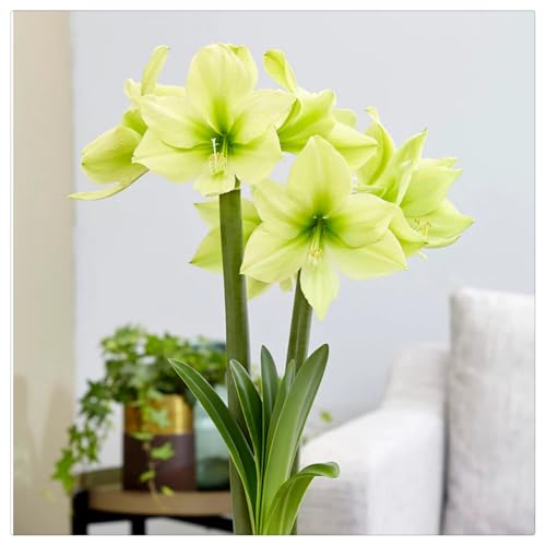 Ausgewählte Amarylliswurzeln/kältebeständig und trockenheitsresistent/wunderschön/geeignet zur Garten- und Balkondekoration -3 Rhizome-G Ausgewählte Amarylliswurzeln/kältebeständig und trockenheitsresistent/wunderschön/geeignet zur Garten- und Balkondekoration -3 Rhizome-G von ATRHBF