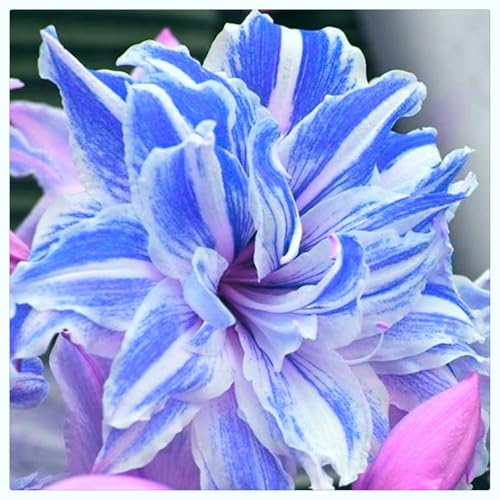 Ausgewählte Amarylliswurzeln/kältebeständig und trockenheitsresistent/wunderschön/geeignet zur Garten- und Balkondekoration -4 Rhizome-E von ATRHBF