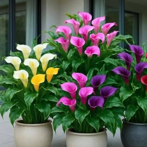 Calla-Lilie/kälteresistente und trockenheitsresistente Rhizome/Gartenbalkondekoration/wunderschön.-2 Rhizome-A von ATRHBF