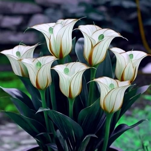 Calla-Lilie/kälteresistente und trockenheitsresistente Rhizome/Gartenbalkondekoration/wunderschön.-8 Rhizome-C von ATRHBF