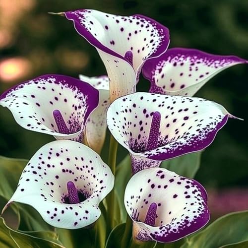 Calla-Lilie/kälteresistente und trockenheitsresistente Rhizome/Gartenbalkondekoration/wunderschön.-8 Rhizome-E von ATRHBF