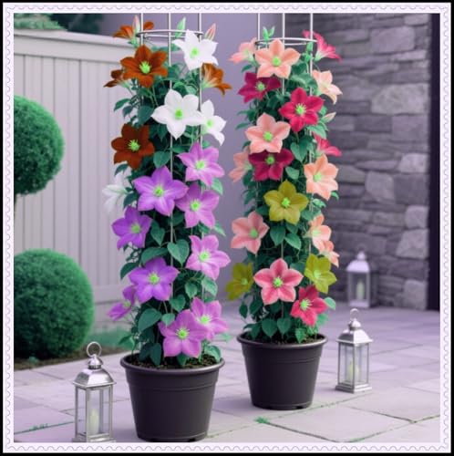 Clematis-Rhizom, hervorragende Haptik, kräftiger Wuchs, gemischt mit Gold- und Jadeschnitzereien.-10 Rhizom-E von ATRHBF