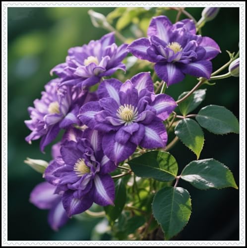 Clematis-Rhizom，kräftiger Wuchs,hervorragende Haptik, gemischt mit Gold- und Jadeschnitzereien.-10 Rhizom-B von ATRHBF