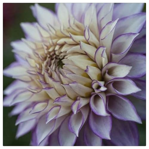 Dahlien-Rhizome // Gartenarbeit // Reichhaltiger Duft//Geeignet für Balkon und Innengärten -10 Rhizome-F von ATRHBF