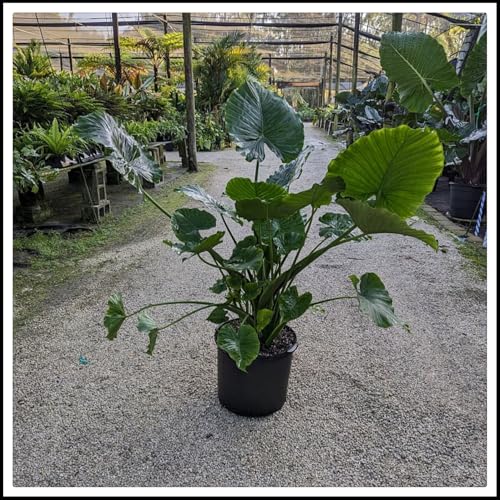 Elefantenohr-Rhizom Garten- und Terrassengestaltung – Aufrechtes Elefantenohr– Ausgewählte Produkte – Hoch-10 Rhizome-B von ATRHBF