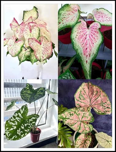 Elefantenohr-Rhizom Garten- und Terrassengestaltung – Aufrechtes Elefantenohr– Ausgewählte Produkte – Hoch-8 Rhizome-A von ATRHBF