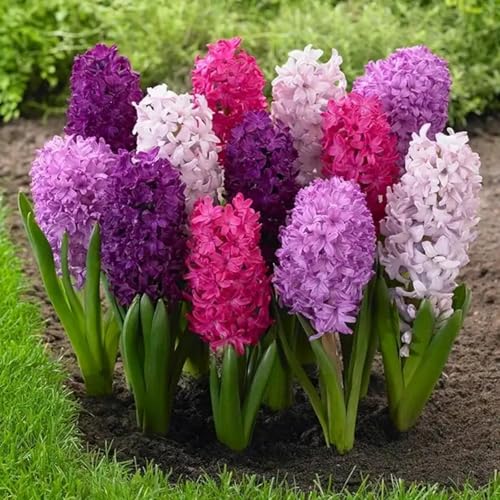 Hyacinthus-Rhizome, kräftiges Wachstum, gemischt mit Gold- und Jadeschnitzereien, hervorragende Haptik-8 Rhizome-H von ATRHBF