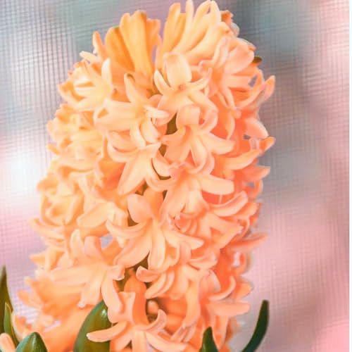 Hyacinthus-Rhizome, kräftiges Wachstum, hervorragende Haptik, gemischt mit Gold- und Jadeschnitzereien-8 Rhizome-D von ATRHBF