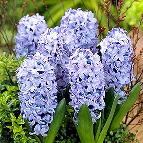 Hyacinthus-Rhizome, kräftiges Wachstum, hervorragende Haptik, gemischt mit Gold- und Jadeschnitzereien-8 Rhizome-H von ATRHBF