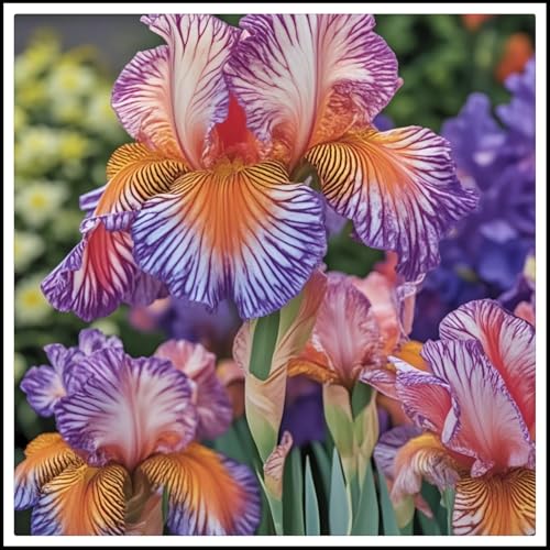 Iris Rhizome, Cold-resistant and drought-resistant, Easy to cultivate,Elegant garden decoration-15 Rhizome-F(Form) von ATRHBF