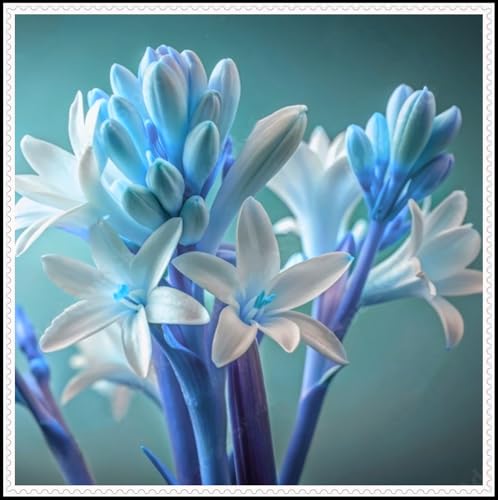 Tuberose-Rhizom, ausgezeichnete Haptik, kräftiges Wachstum, gemischt mit Gold- und Jadeschnitzerei-15 Rhizom-G von ATRHBF