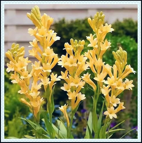 Tuberose-Rhizom, ausgezeichnete Haptik, kräftiges Wachstum, gemischt mit Gold- und Jadeschnitzerei-8 Rhizom-H von ATRHBF