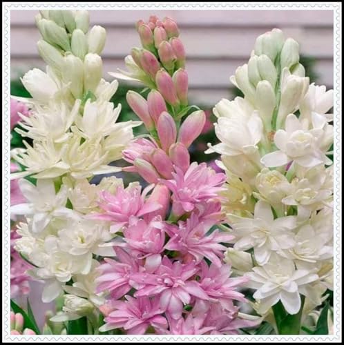 Tuberose-Rhizom, kräftiges Wachstum, gemischt mit Gold- und Jadeschnitzerei, ausgezeichnete Haptik-8 Rhizom-A von ATRHBF