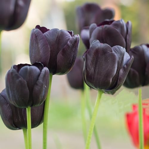 Tulpen-Rhizome, geeignet für Balkon und Innengärten, Gartenbau, intensiver Duft-10 Rhizome-G von ATRHBF